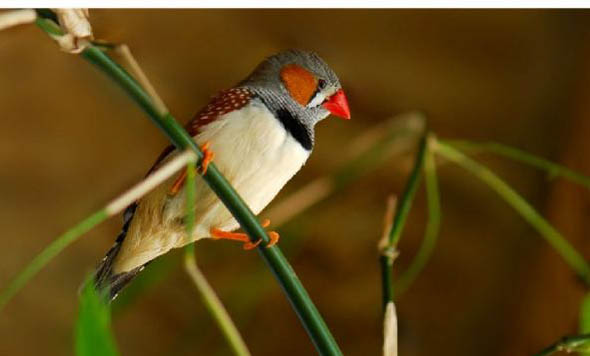 珍珠鳥怎么上手