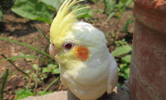 玄鳳鸚鵡幾天喂一次