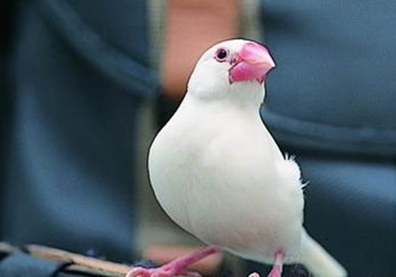 白文鳥可以吃大米嗎