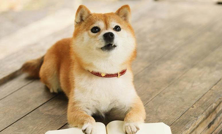 柴犬暈車多久能恢復