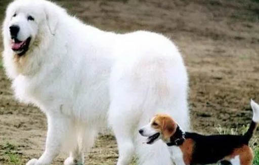 大白熊犬太瘦的原因及處理方法