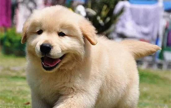 金毛犬如何挑選狗糧呢