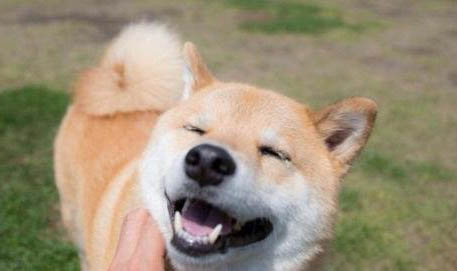 柴犬屬于什么犬類
