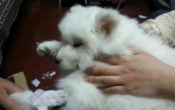 金毛不聽話打哪個部位漲記性