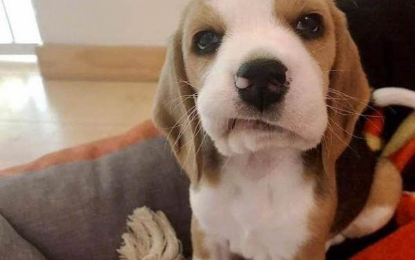 實驗室大量收比格犬