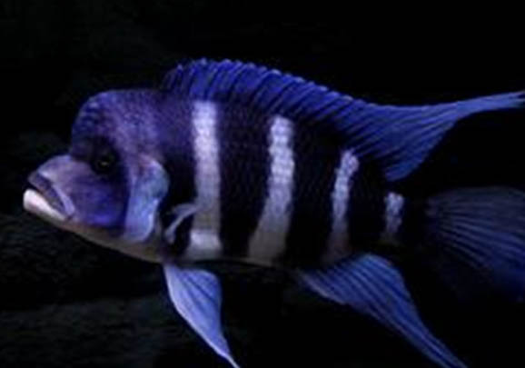 水缸養魚怎么樣換水?