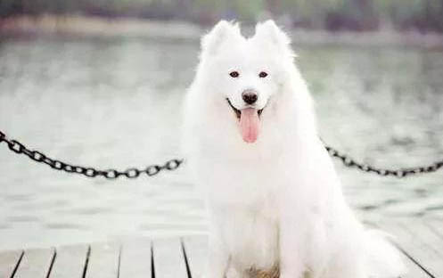 格力犬價格多少錢一只