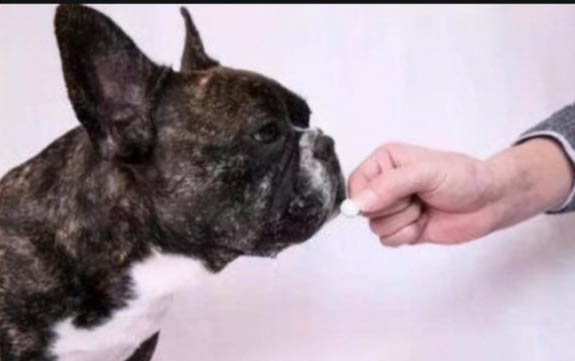 犬瘟熱癥狀有哪些,怎么辨別狗瘟癥狀
