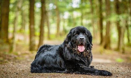 紐芬蘭犬拉稀帶血的原因及處理方法