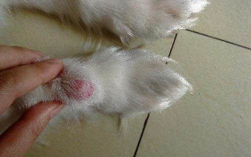 狗狗絕育有哪些注意事項