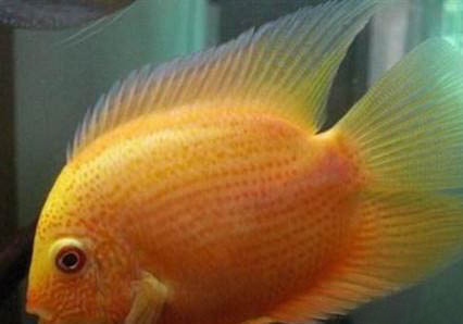 菠蘿魚能和鸚鵡魚混養(yǎng)嗎