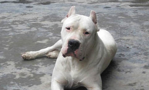 杜高和比特犬哪個(gè)厲害
