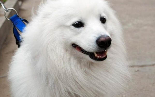 狗狗眼角發紅是什么原因