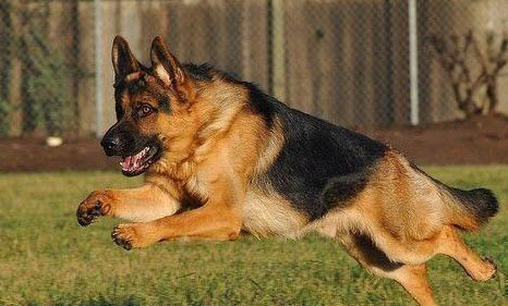 澳大利亞牧羊犬太瘦原因及處理方法