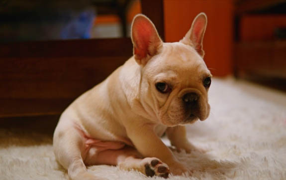 法斗犬價格多少錢一只