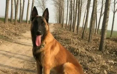 馬犬的優點和缺點分別有哪些?