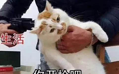 小貓有點流鼻涕打噴嚏發燒怎么辦