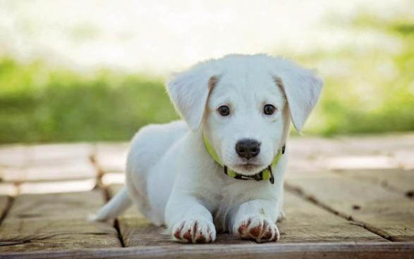 狗狗美容五招三注意愛犬冬季更出眾