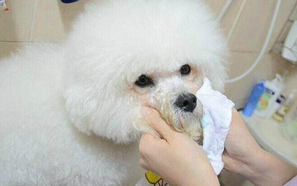 愛慕思狗糧怎么樣