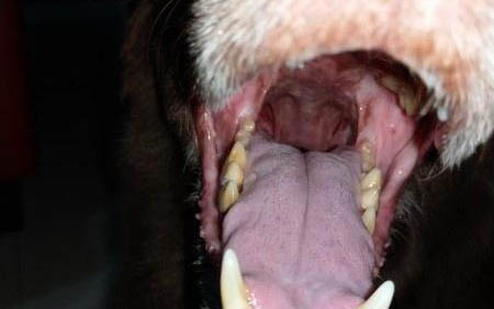 犬瘟狗狗的尿很黃是排毒嗎