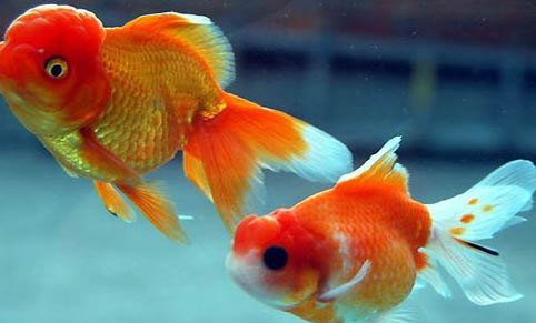 如何飼養副刺尾魚 生病該怎么辦