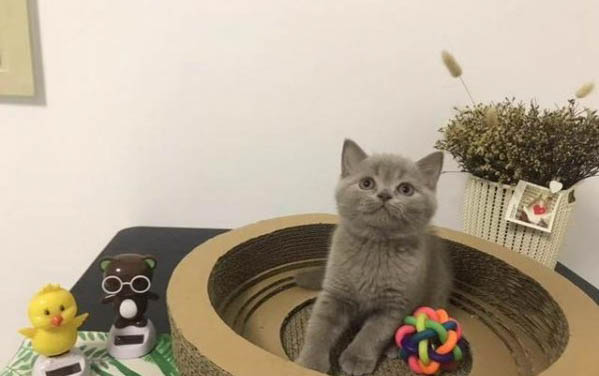 小貓能喝純牛奶么喝了怎么辦