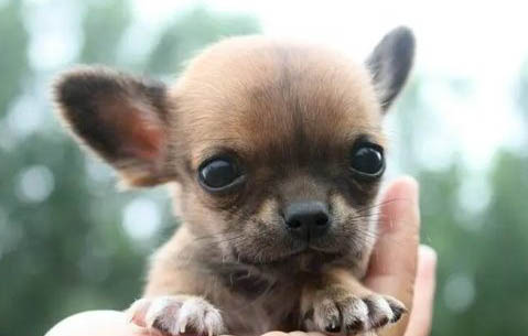 怎么判斷吉娃娃犬狗狗健康