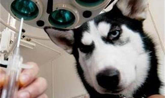 犬瘟要多久才能停藥