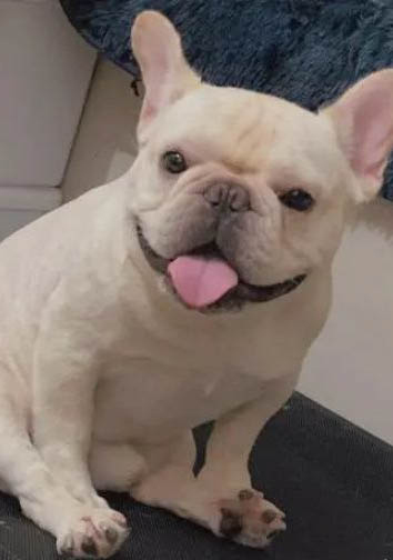 狗肝腹水能活多長時間