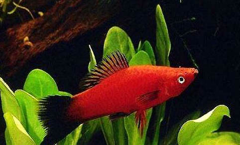 立春溫差大如何釣魚