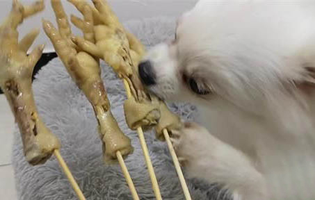 養狗身上癢癢的原因及處理方法