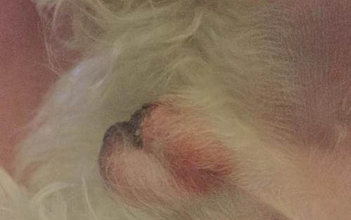 犬瘟持續(xù)多久才會(huì)出現(xiàn)發(fā)燒