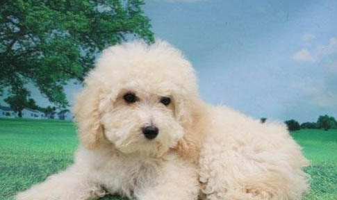 狗體內有蟲會怎么樣嗎