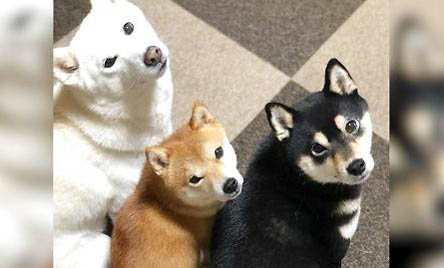 柴犬適合新手養(yǎng)嗎