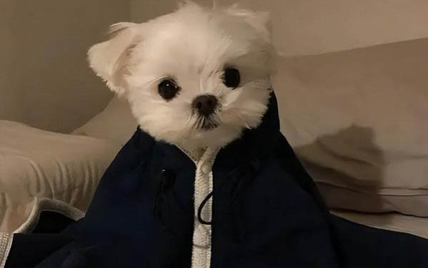 滿月小狗怎么訓練大小便的