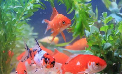 金魚在魚缸里產(chǎn)卵了怎么辦