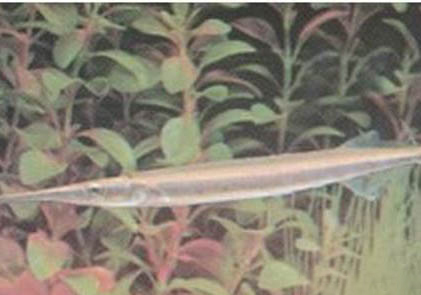 養(yǎng)魚需要注意哪些事項(xiàng)