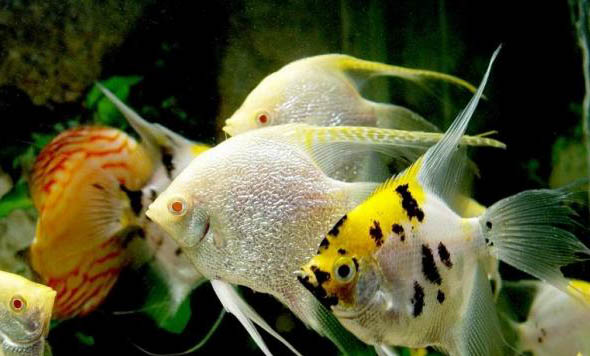 三種對水質要求不高的魚