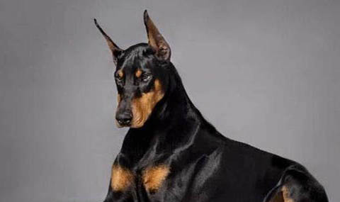 大丹犬脾臟大的原因