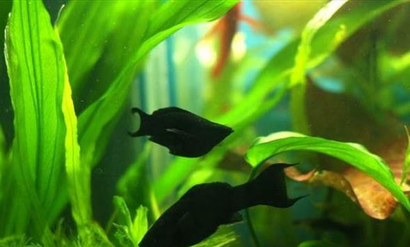 瑪麗魚需要氧氣嗎