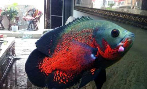 金魚除了可以吃飼料,還能吃什么?