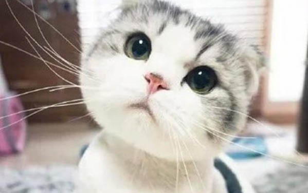 怎么處理貓生小貓