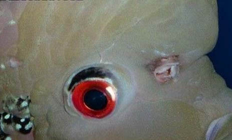 羅漢魚能和什么魚混養?
