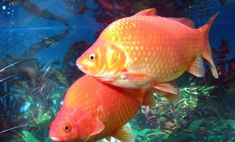 草種金魚哪種比較好養