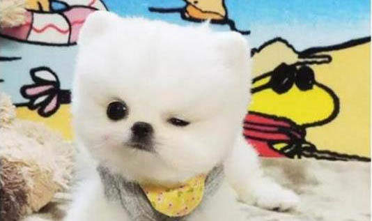 狗狗活了十二年算長壽嗎?