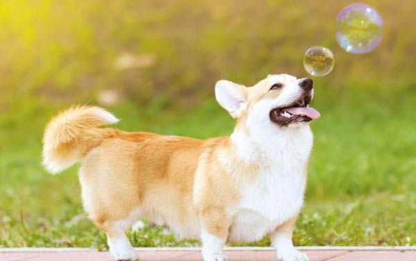 狗狗肚子下面有個囊腫怎么辦