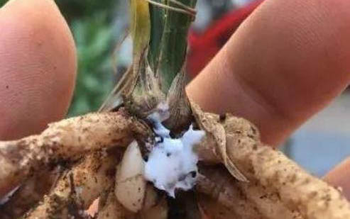 不治貓癬可以嗎