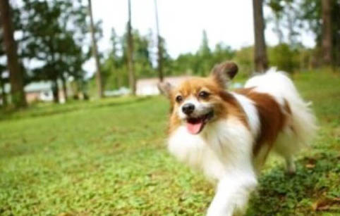 蝴蝶犬鼻子熱是什么原因