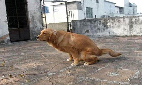 狗吃避孕藥可以避孕嗎