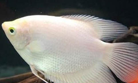 海水觀賞魚的飼養過程中需要注意哪些